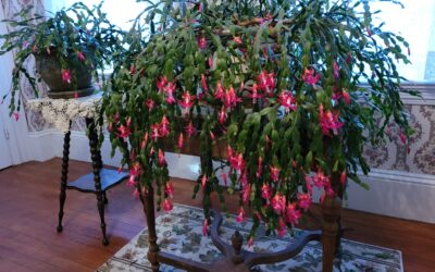 The Christmas Cactus